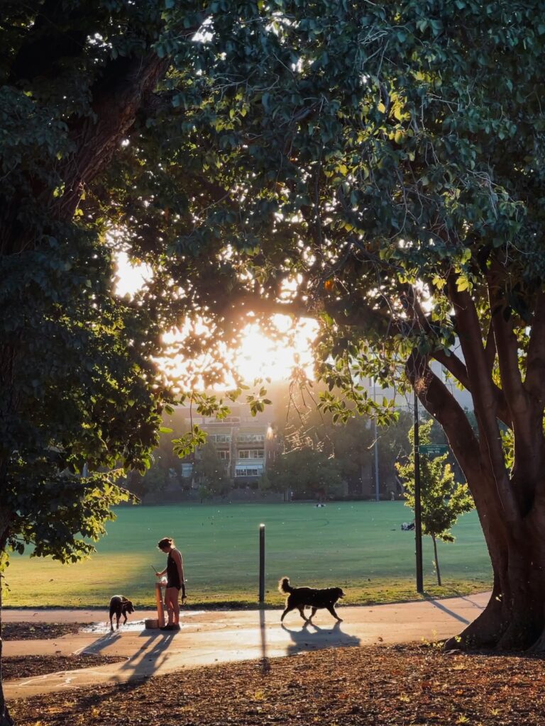 A Guide to Some of the Top Dog Parks in Saratoga!
