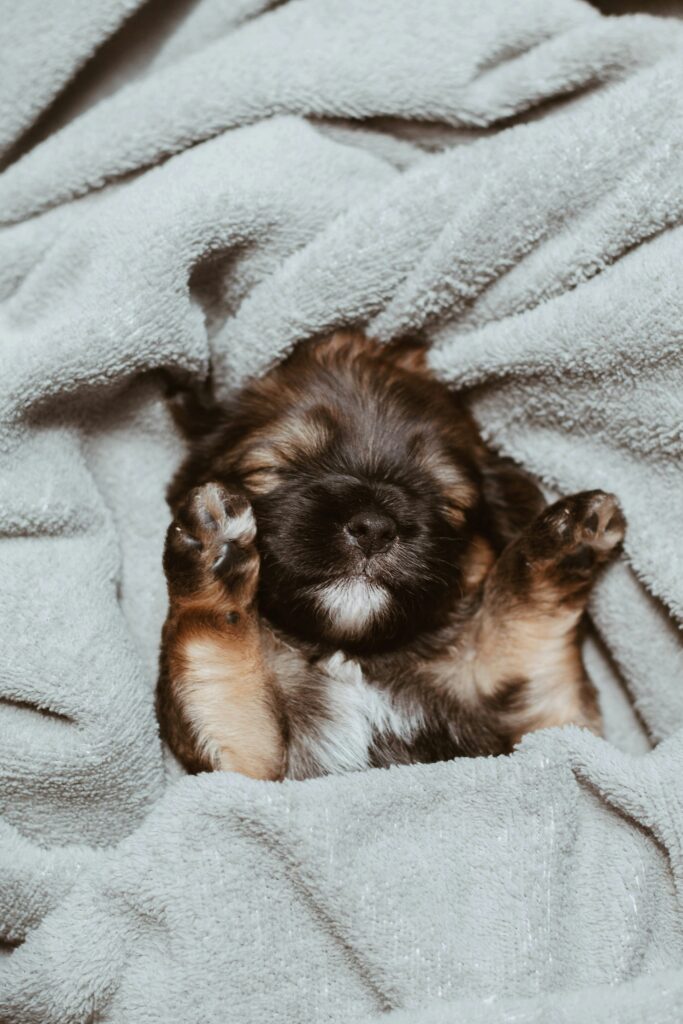 How to Ensure Your Dog Gets Quality Sleep