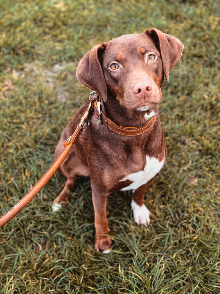 Mastering Dog Walking Etiquette: A Guide for Responsible Pet Owners