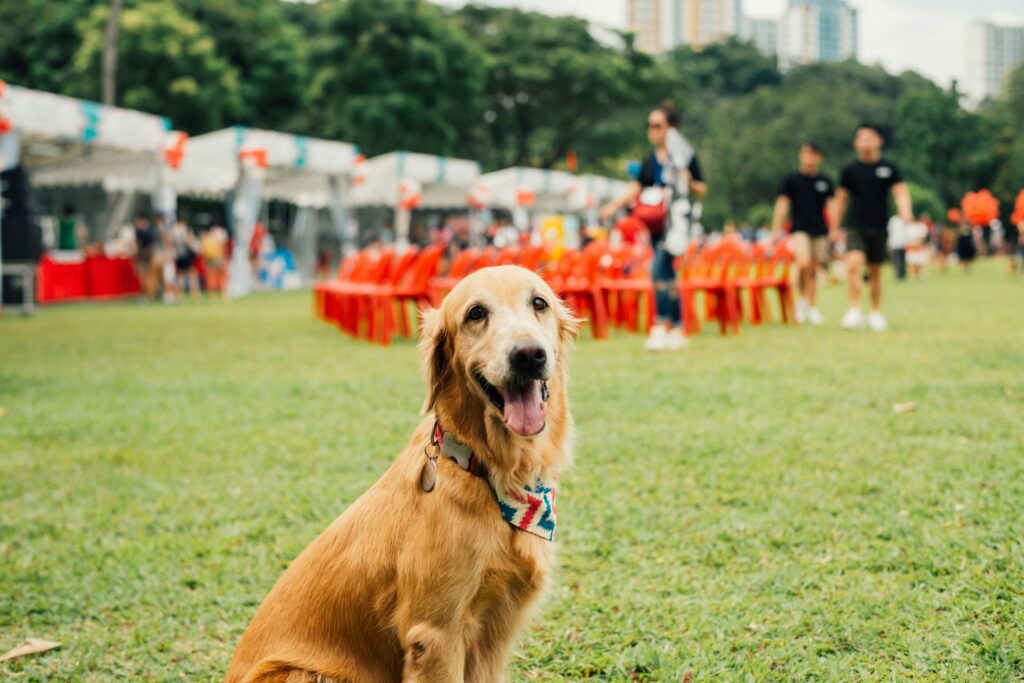 Upcoming dog events around Saratoga Springs