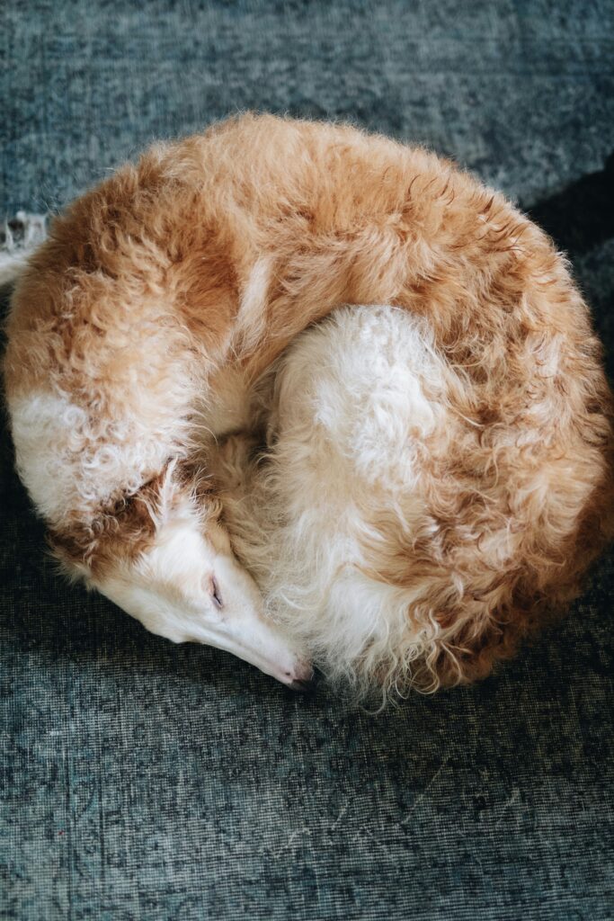 Dog Sleep Positions and What They Reveal About Your Pup