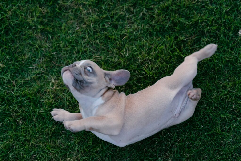 The Mystery of Dogs Rolling in Grass: A Fresh Perspective