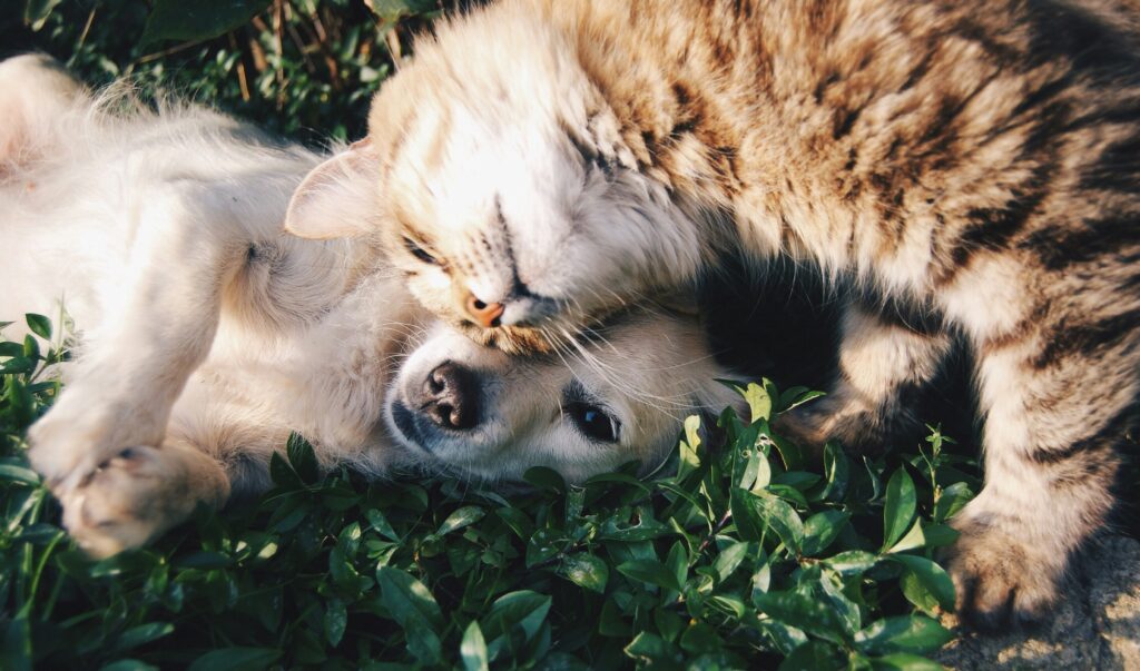 The Dangers of Fleas & Ticks: Why Prevention Matters in Spring