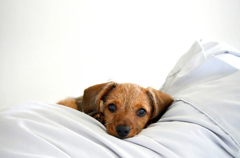 How to Handle Cuts, Scrapes, and Wounds in Dogs