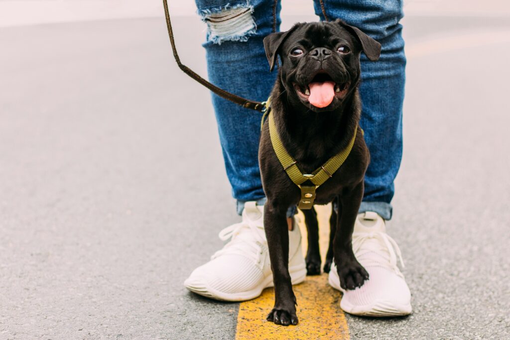 Mastering Dog Walking Etiquette: A Guide for Responsible Pet Owners