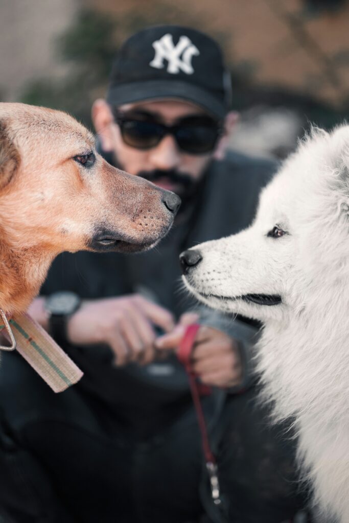 How to Prepare for Your First Pack Walk