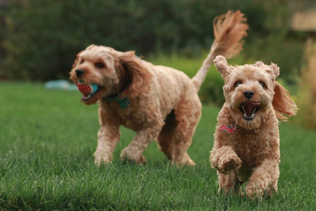 Puppy Socialization: The Key to a Well-Behaved and Happy Dog