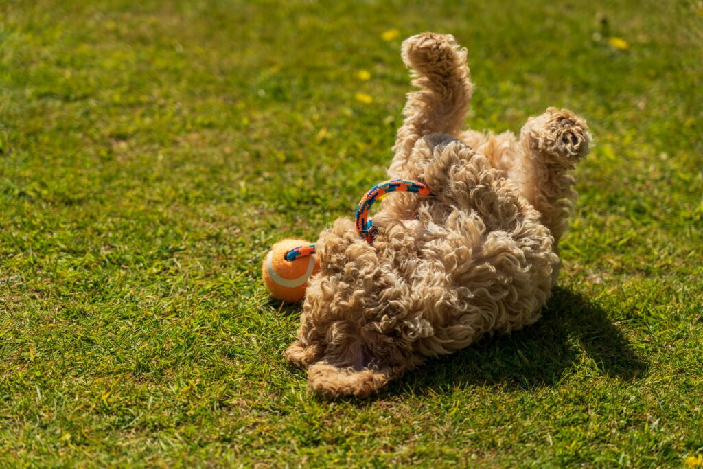 The Mystery of Dogs Rolling in Grass: A Fresh Perspective
