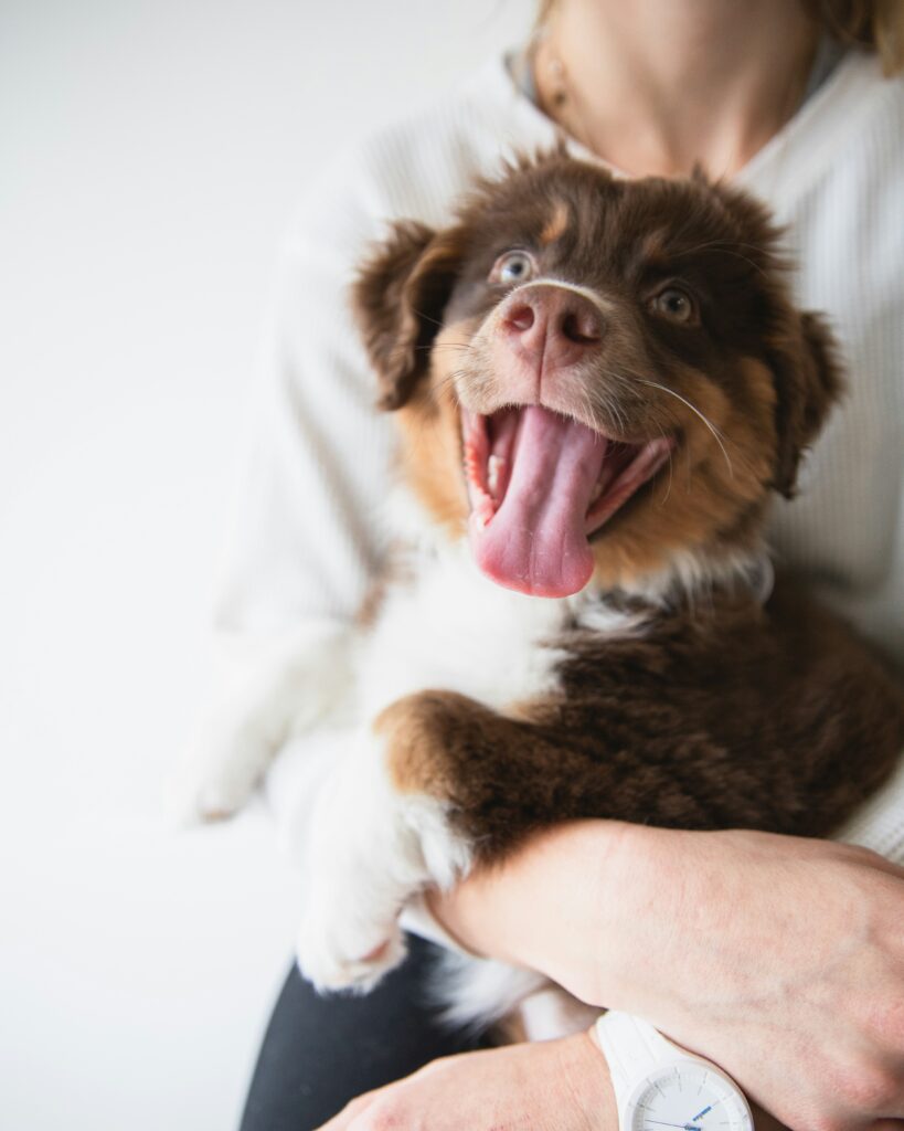 How to Handle Cuts, Scrapes, and Wounds in Dogs