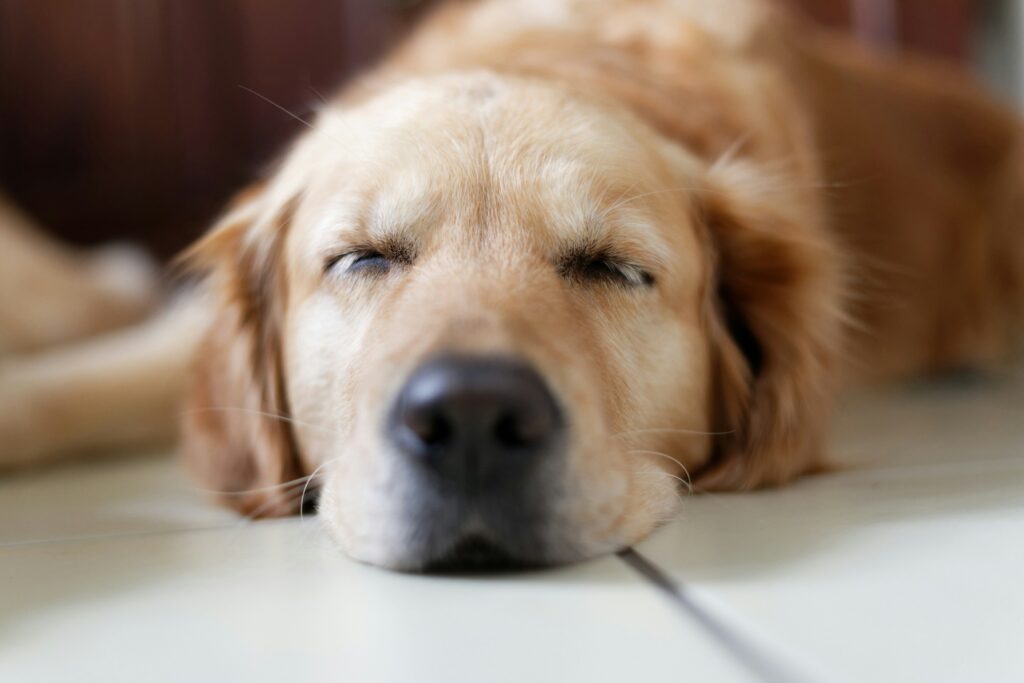 Dog Sleep Positions and What They Reveal About Your Pup