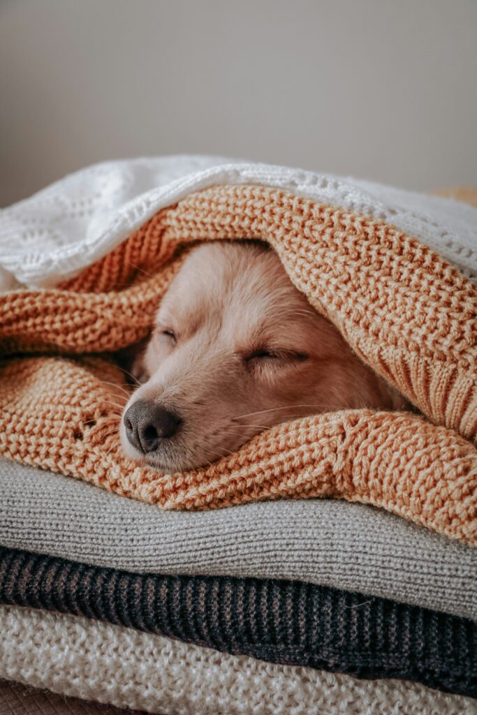 How to Ensure Your Dog Gets Quality Sleep