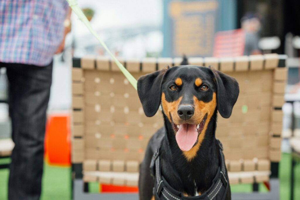 Upcoming dog events around Saratoga Springs