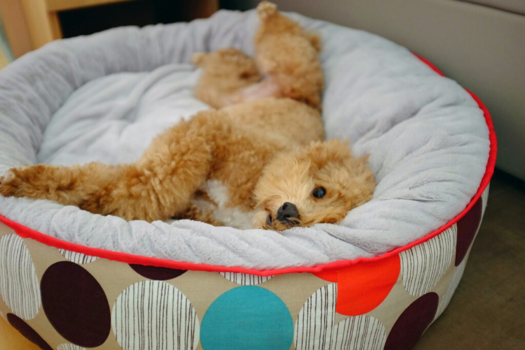 Elevated vs. Traditional Dog Beds: Which One Is Right for Your Pup?