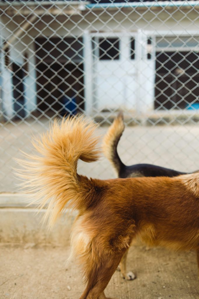 The Tail as a Canine Mood Ring: How Dogs Use Their Tails to Communicate