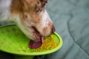 Why Is My Dog Underweight? Common Causes and What You Can Do