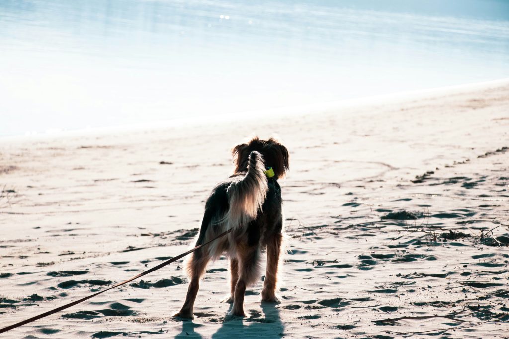 The Tail as a Canine Mood Ring: How Dogs Use Their Tails to Communicate