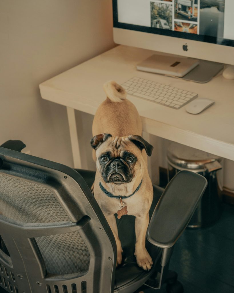 How Dogs Reduce Workplace Stress