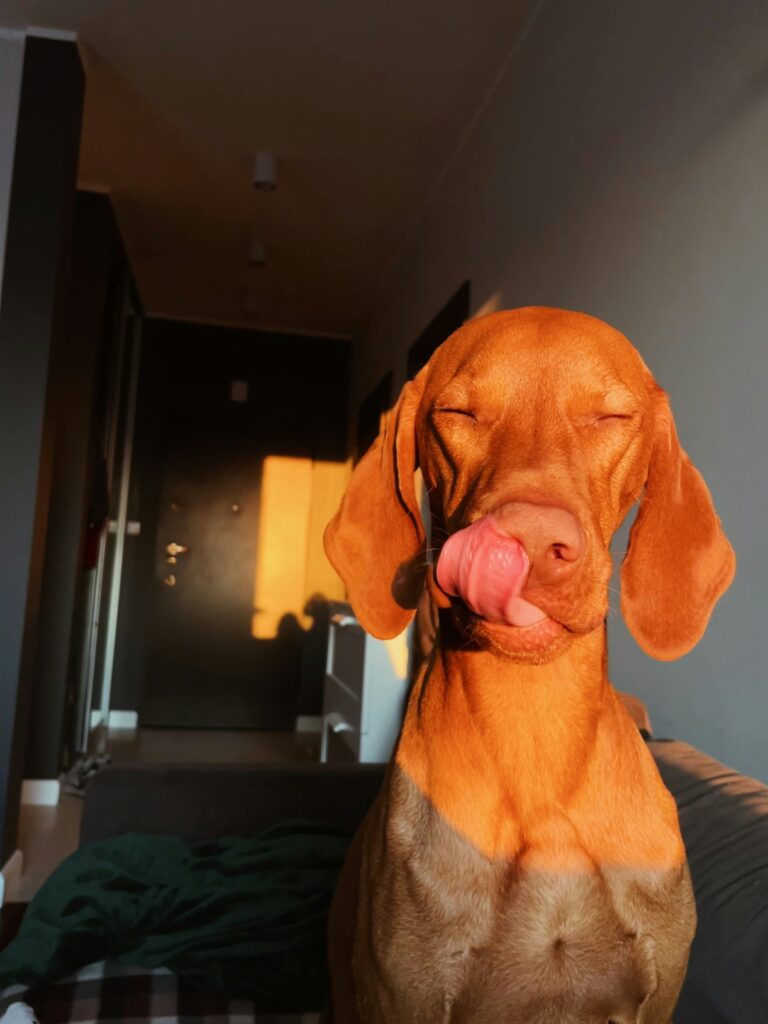 Soaking Up the Sun: The Vital Role of Vitamin D in Your Dog’s Health