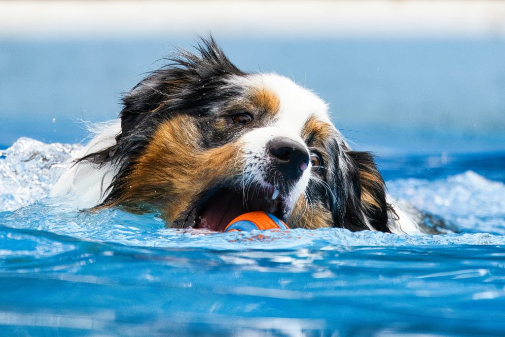Why Swimming Is the Ultimate Exercise for Senior Dogs