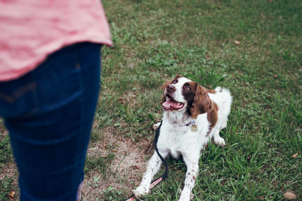 From Fearful to Fearless: Training Shy or Nervous Dogs into Confident Companions
