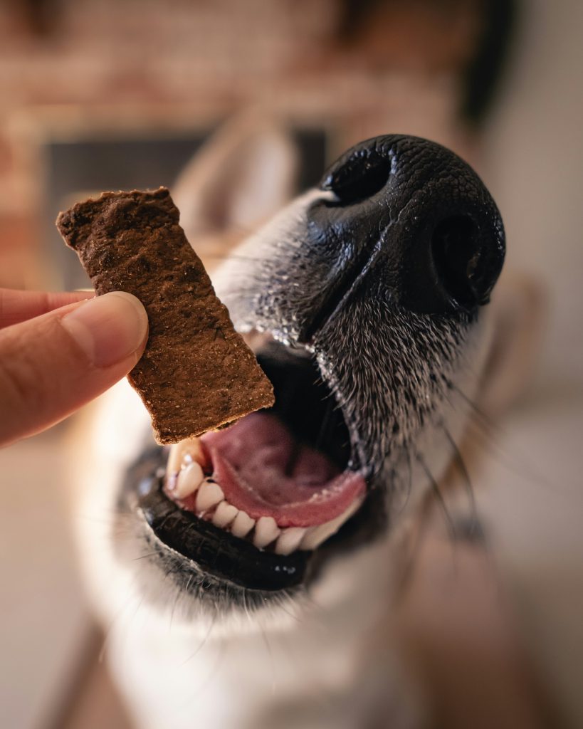 Why Is My Dog Underweight? Common Causes and What You Can Do