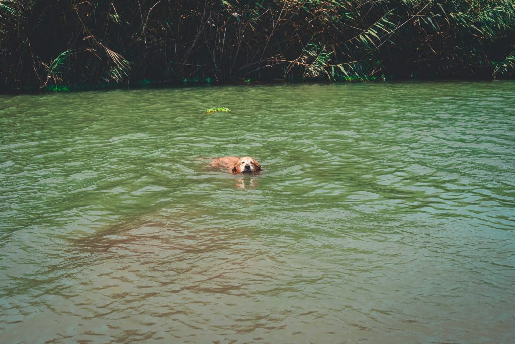 Why Swimming Is the Ultimate Exercise for Senior Dogs