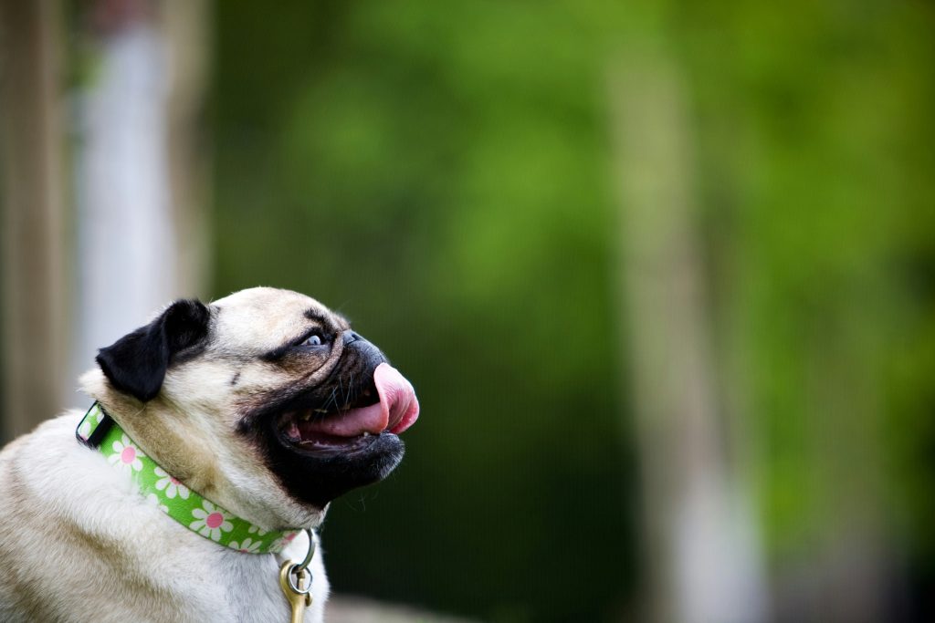 Is My Dog’s Panting Normal? How to Tell When It’s Time to Worry