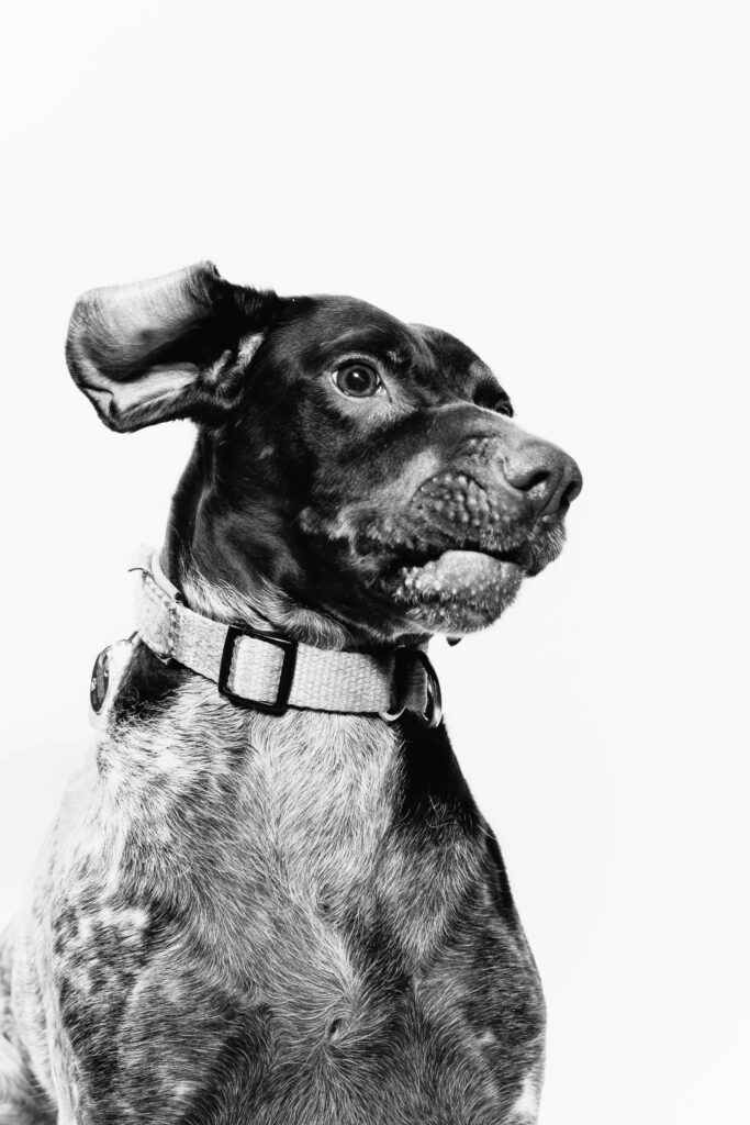 Why Dog Ear Hygiene Matters: Preventing Infections and Discomfort