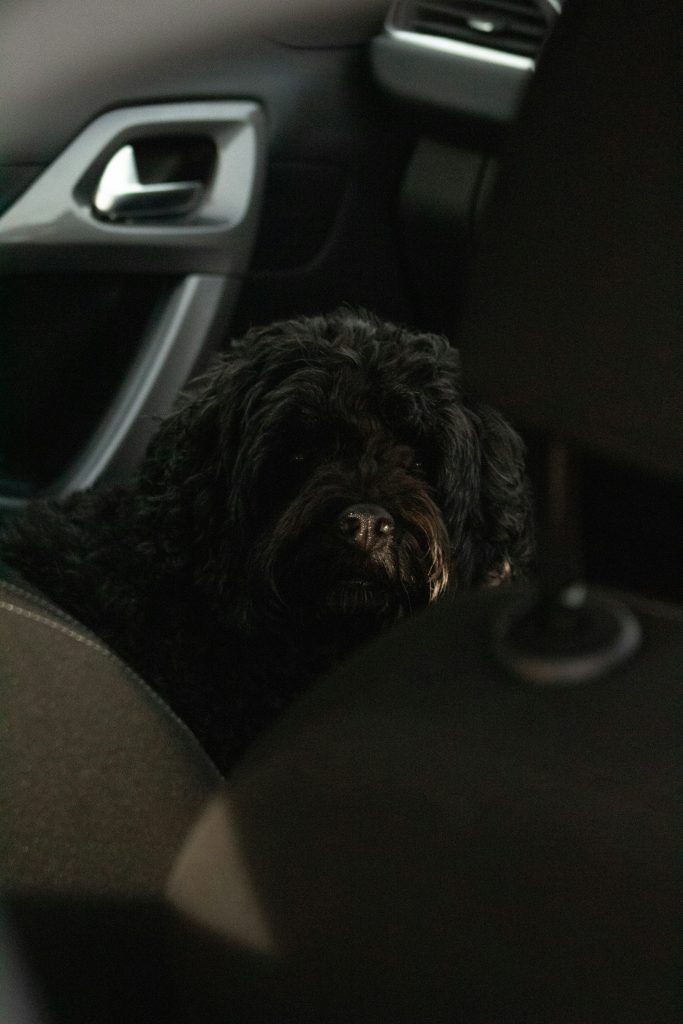7 Signs Your Dog Is Anxious in the Car (And What to Do About It)