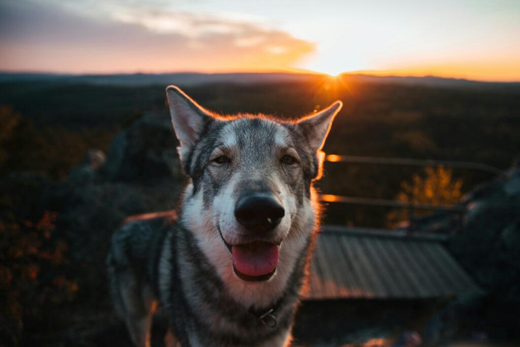Soaking Up the Sun: The Vital Role of Vitamin D in Your Dog’s Health
