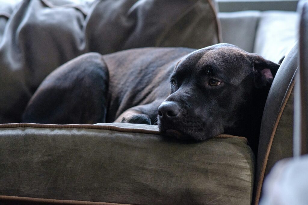 Elevated vs. Traditional Dog Beds: Which One Is Right for Your Pup?