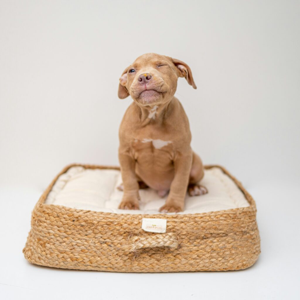 Elevated vs. Traditional Dog Beds: Which One Is Right for Your Pup?