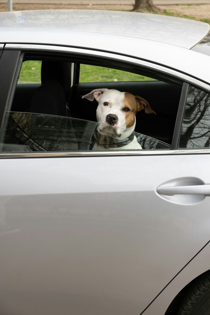 7 Signs Your Dog Is Anxious in the Car (And What to Do About It)