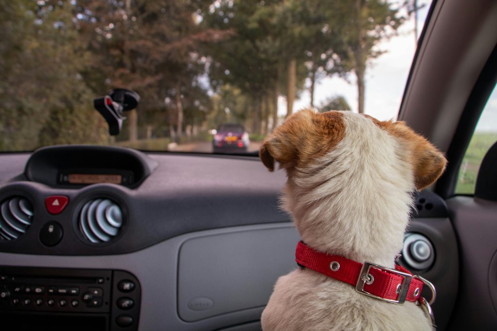 7 Signs Your Dog Is Anxious in the Car (And What to Do About It)