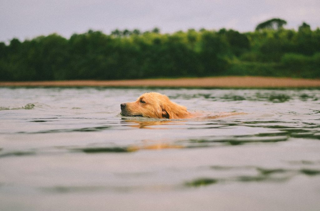Why Swimming Is the Ultimate Exercise for Senior Dogs