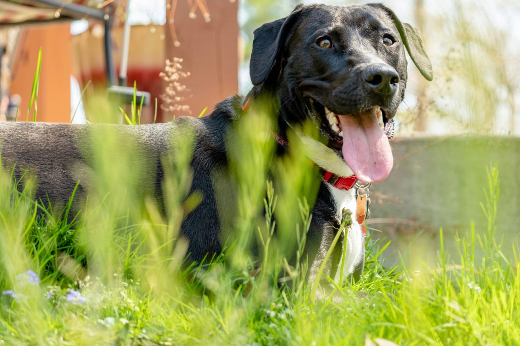 Is My Dog’s Panting Normal? How to Tell When It’s Time to Worry