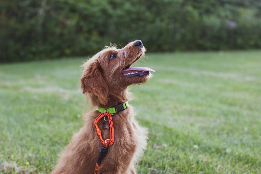From Fearful to Fearless: Training Shy or Nervous Dogs into Confident Companions