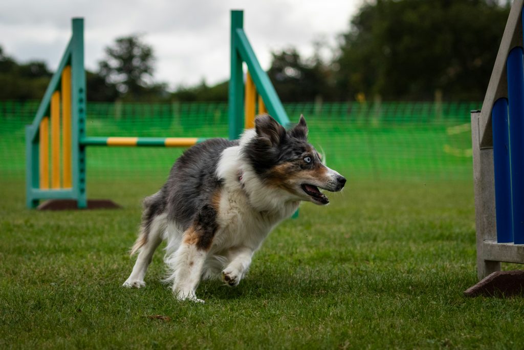 From Fearful to Fearless: Training Shy or Nervous Dogs into Confident Companions