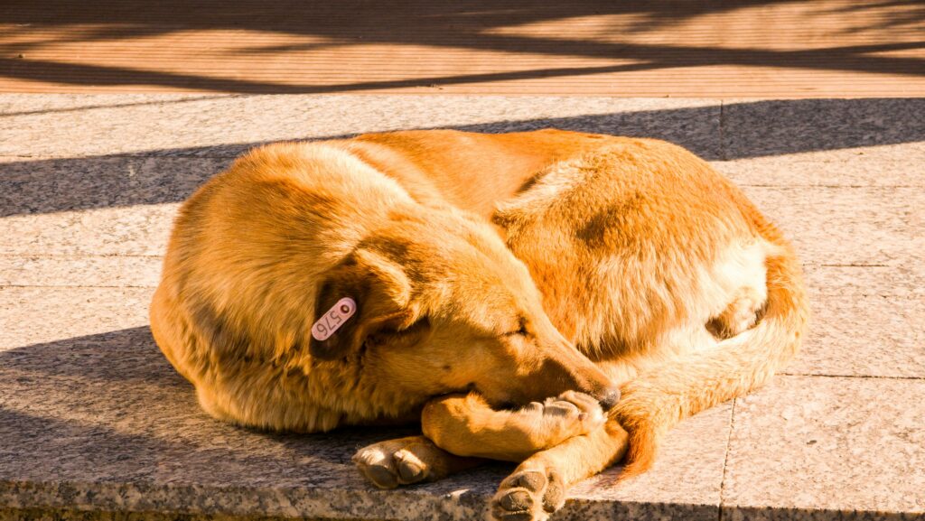 Soaking Up the Sun: The Vital Role of Vitamin D in Your Dog’s Health