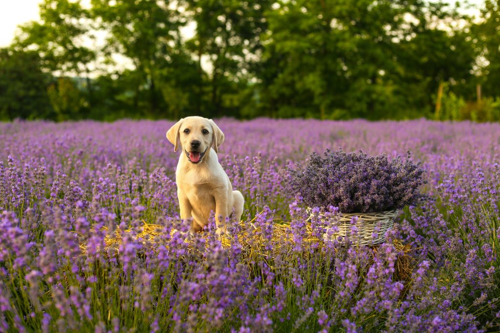 The Best Diets for Dogs With Allergies