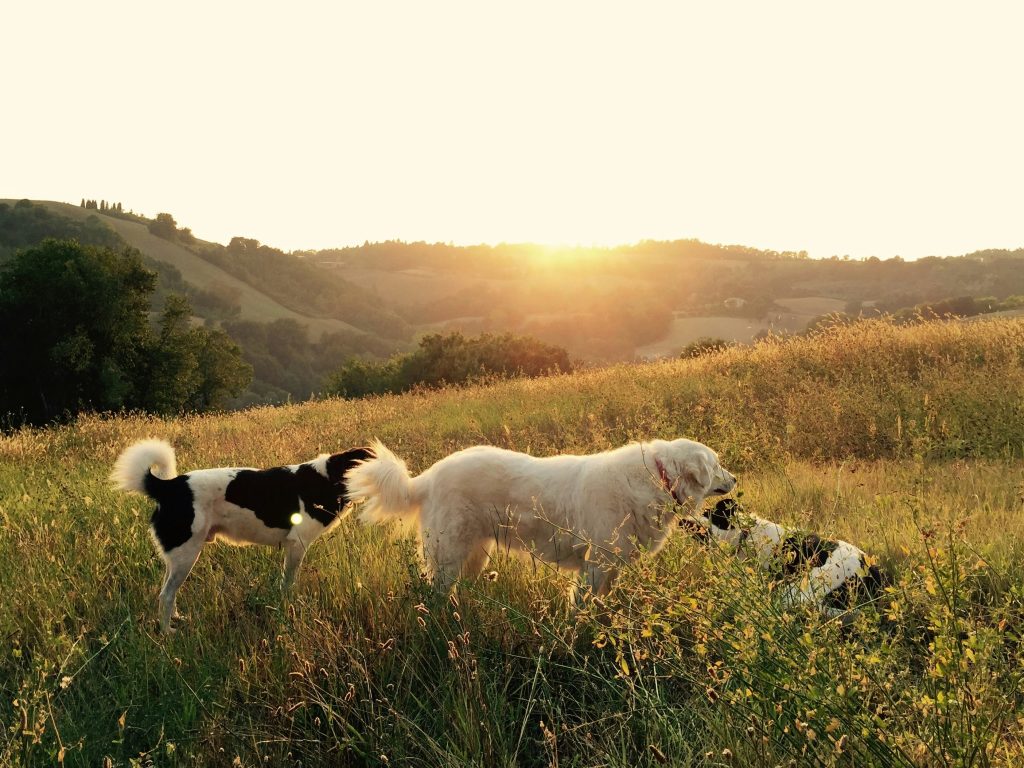 Boost Your Dog’s Health With Enrichment