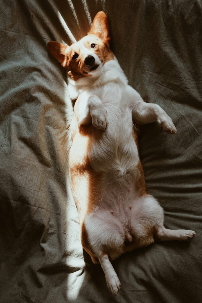 Top Foods That Support Dog Gut Health