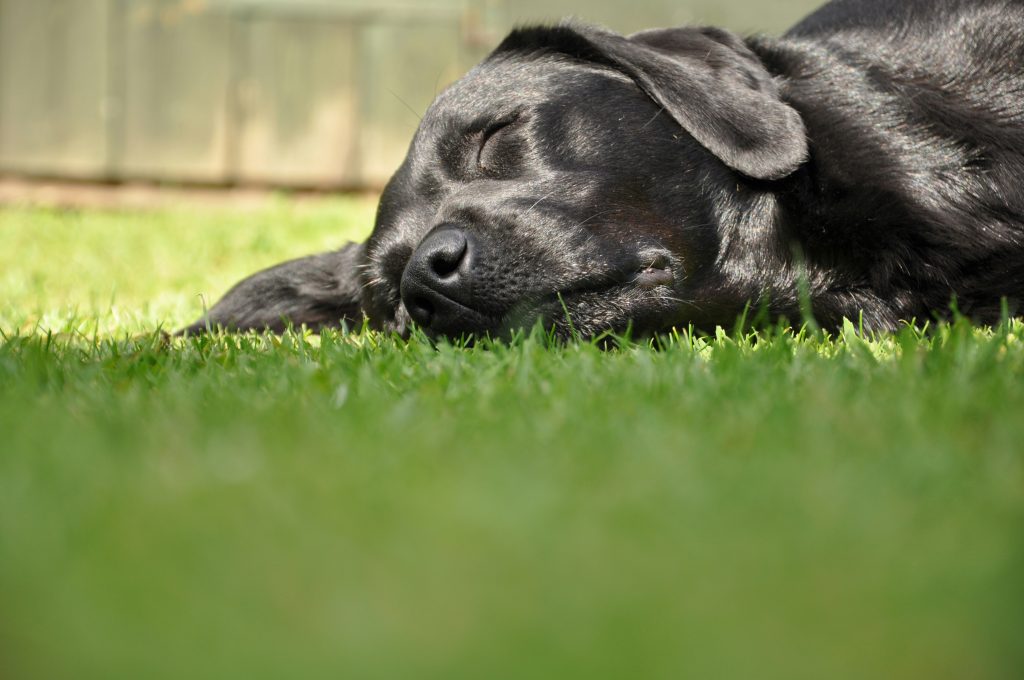 Natural Ways to Calm an Anxious Dog