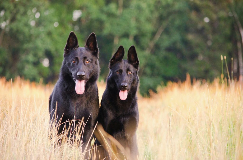 The Foundations of Mindful Dog Ownership