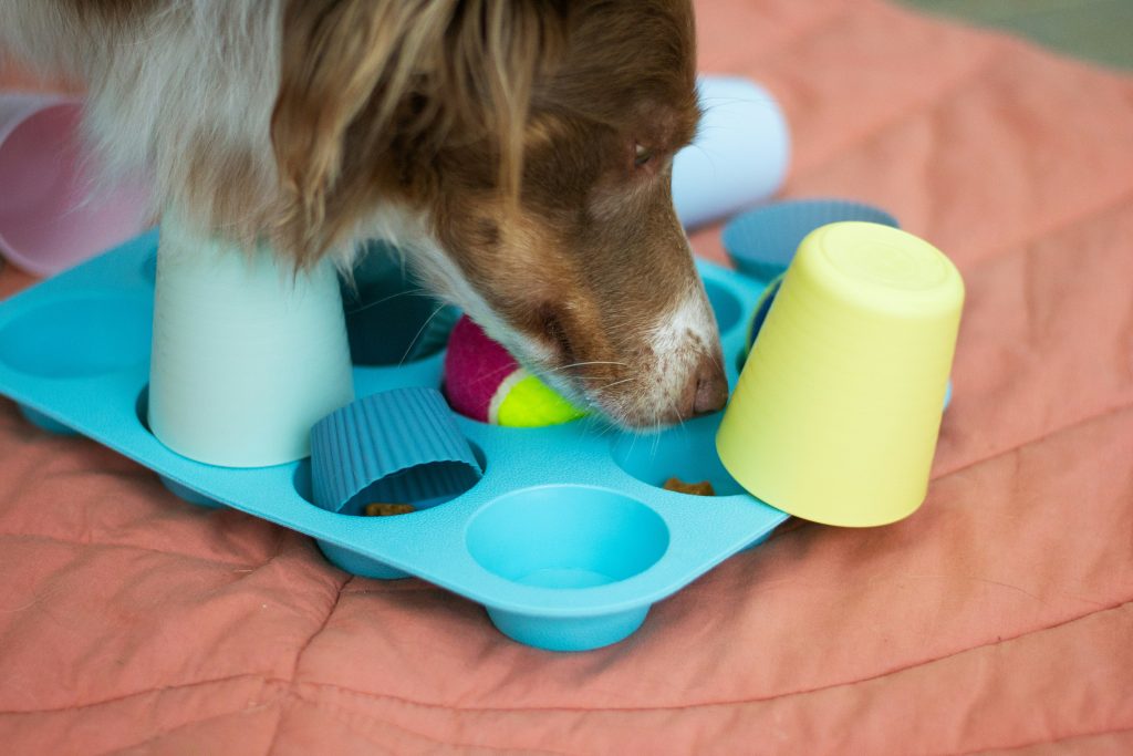 Brain Games to Challenge Your Dog