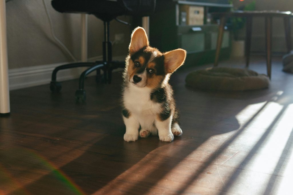 Best Mental Stimulation Games for Dogs