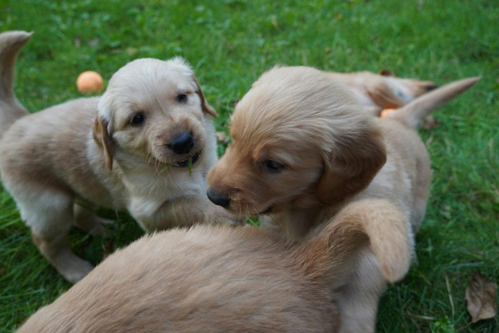 Using Play to Boost Your Puppy’s Confidence