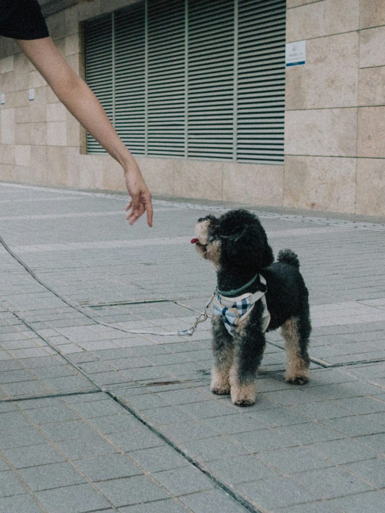 Dog Walking 101: Making Walks Fun and Safe