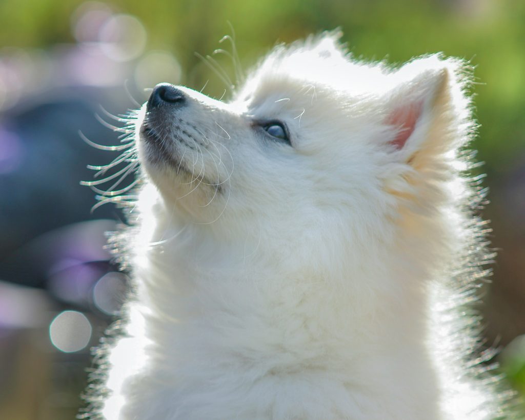 Helping Dogs Cope with Hot Summer Days