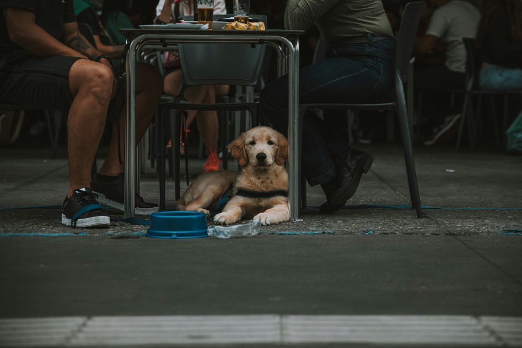How Environments Trigger Dog Nervousness
